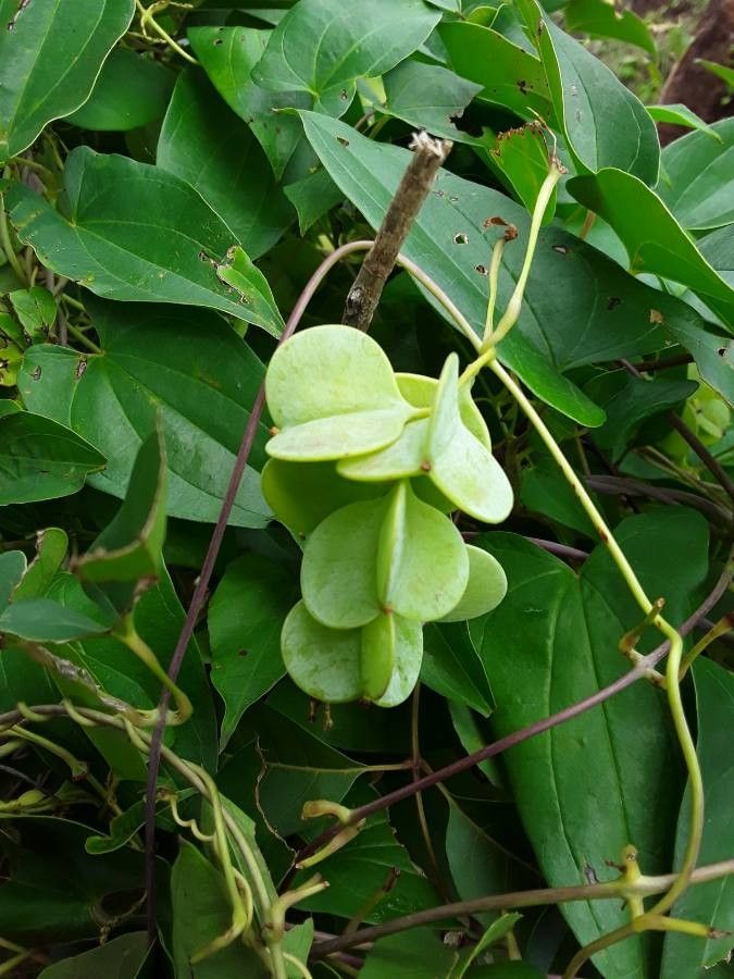 Dioscorea praehensilis fruit