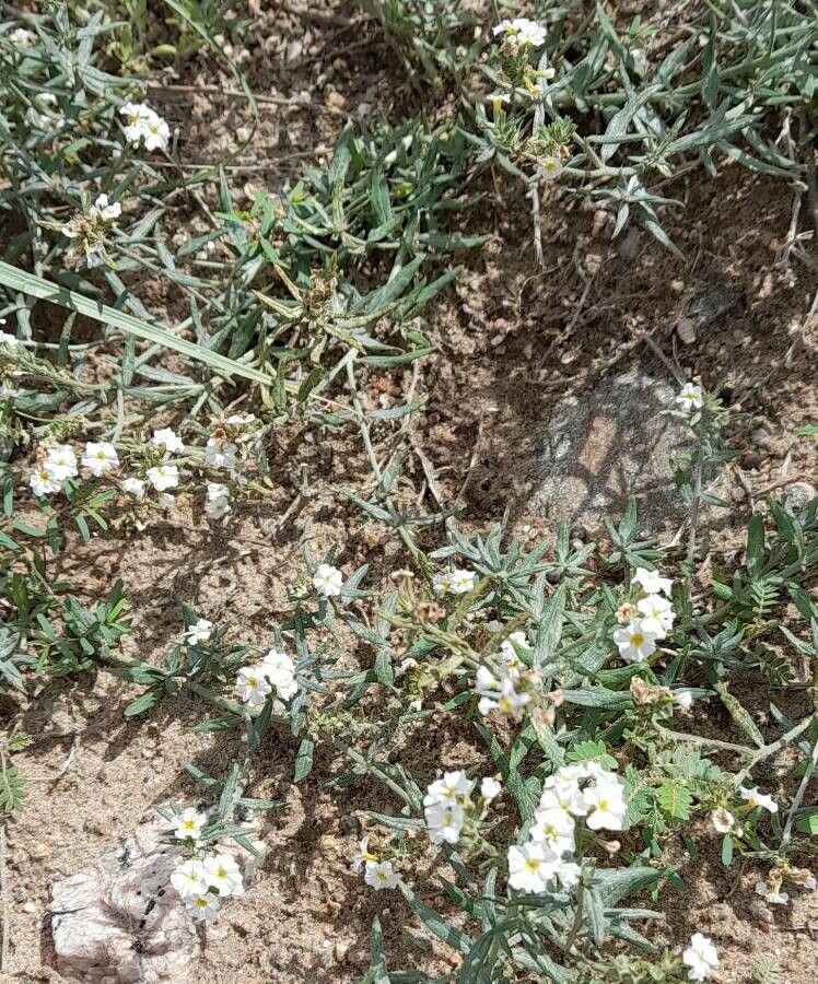 Heliotropium mendocinum habit