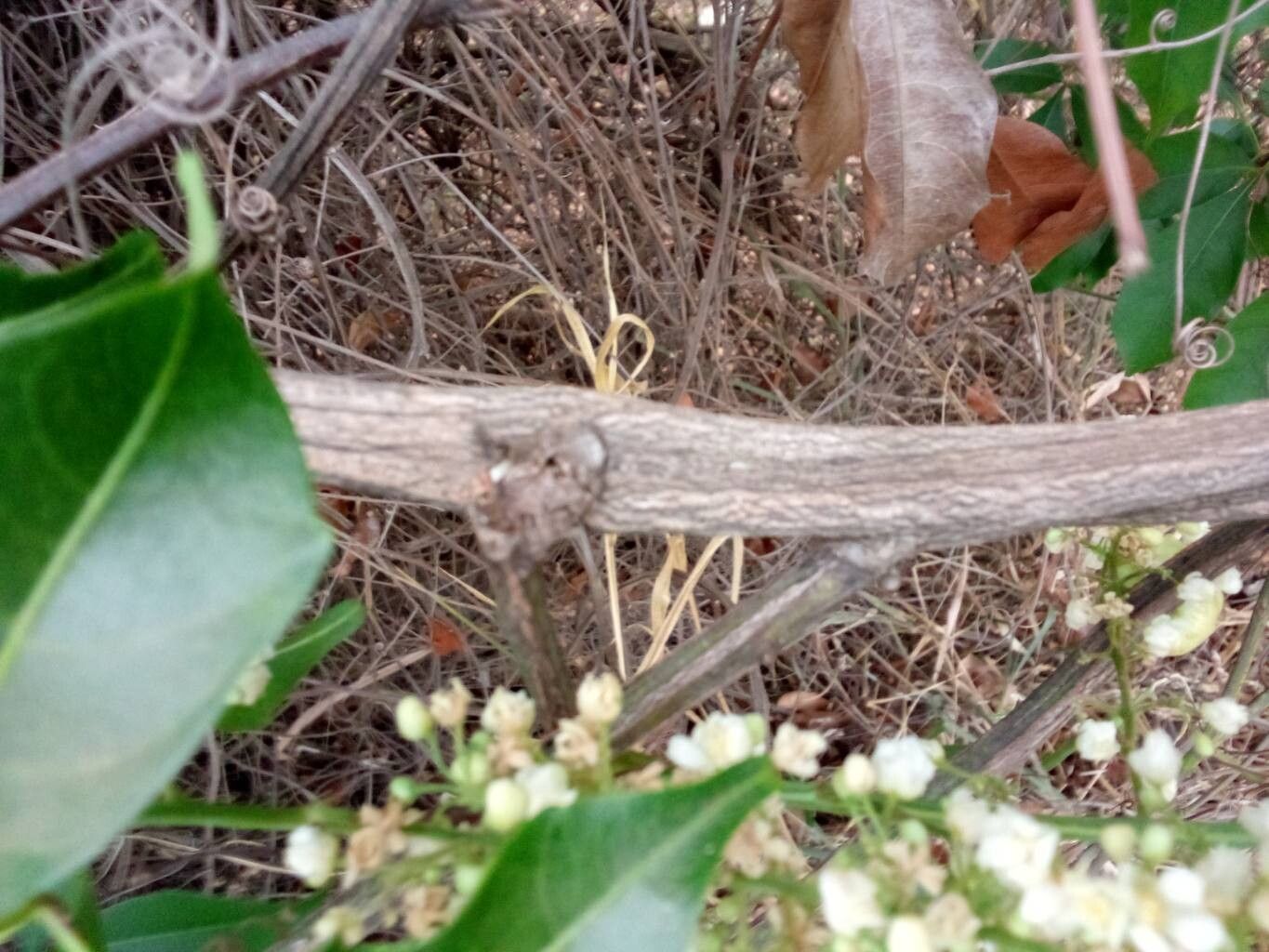 Serjania lethalis bark