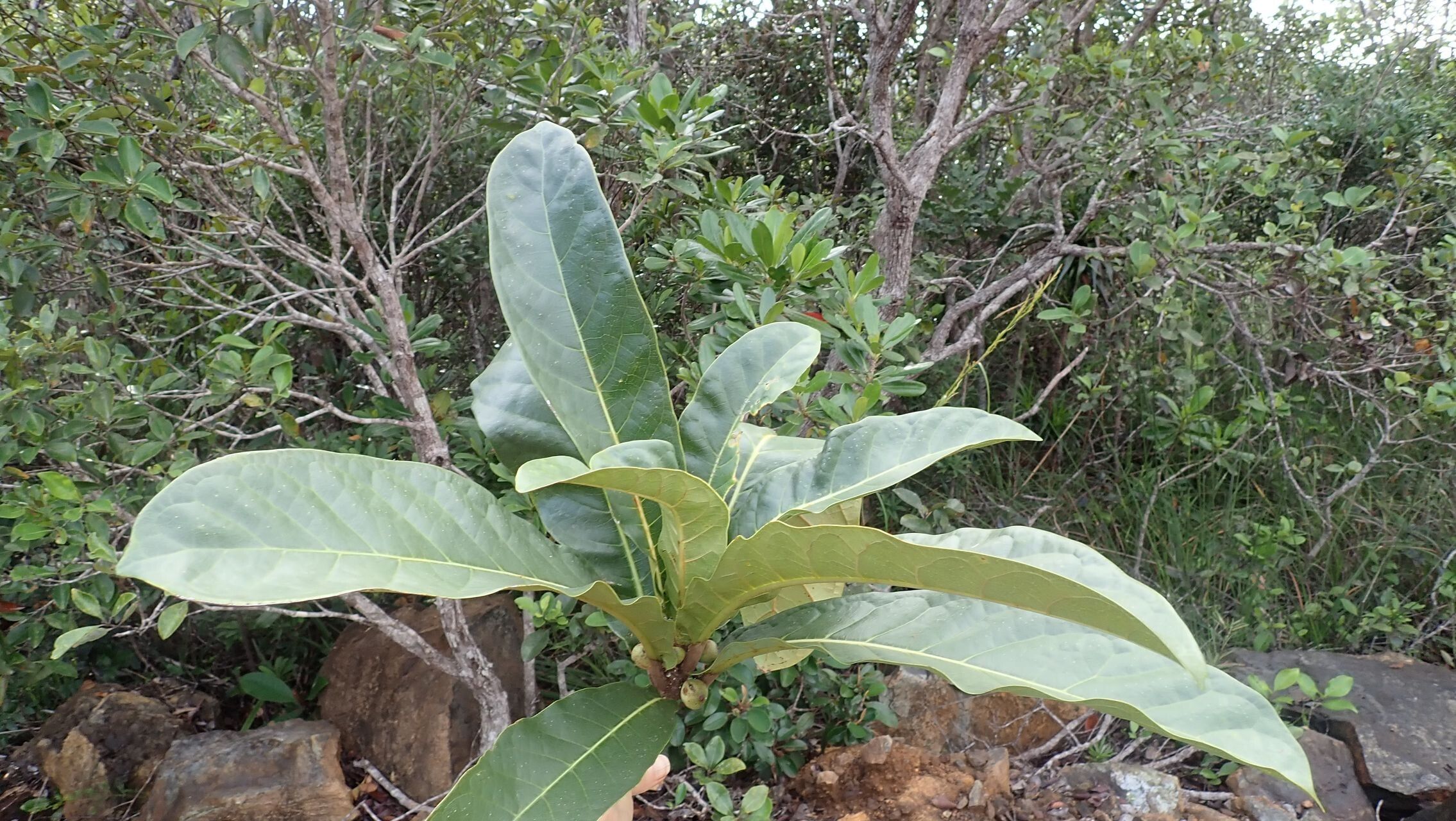 Ficus auriculigera leaf