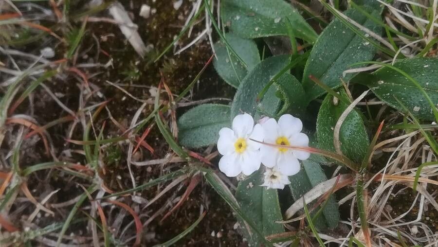 Myosotis corsicana flower