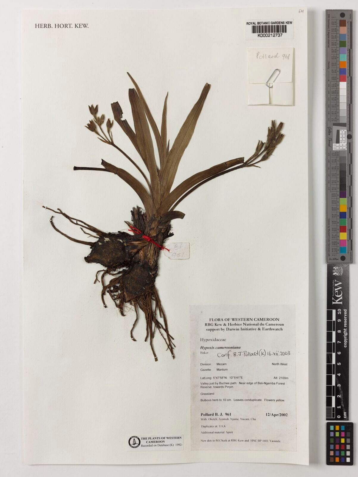 Hypoxis camerooniana — search result for 'Hypoxis'