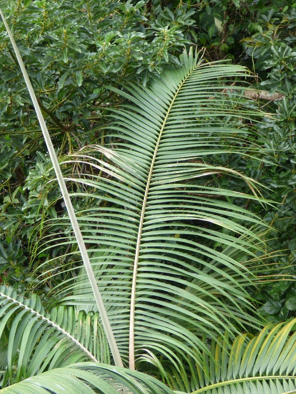 Acanthophoenix rubra — houseplant care guide