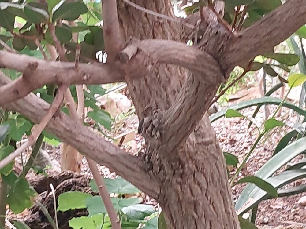 Mimusops caffra bark