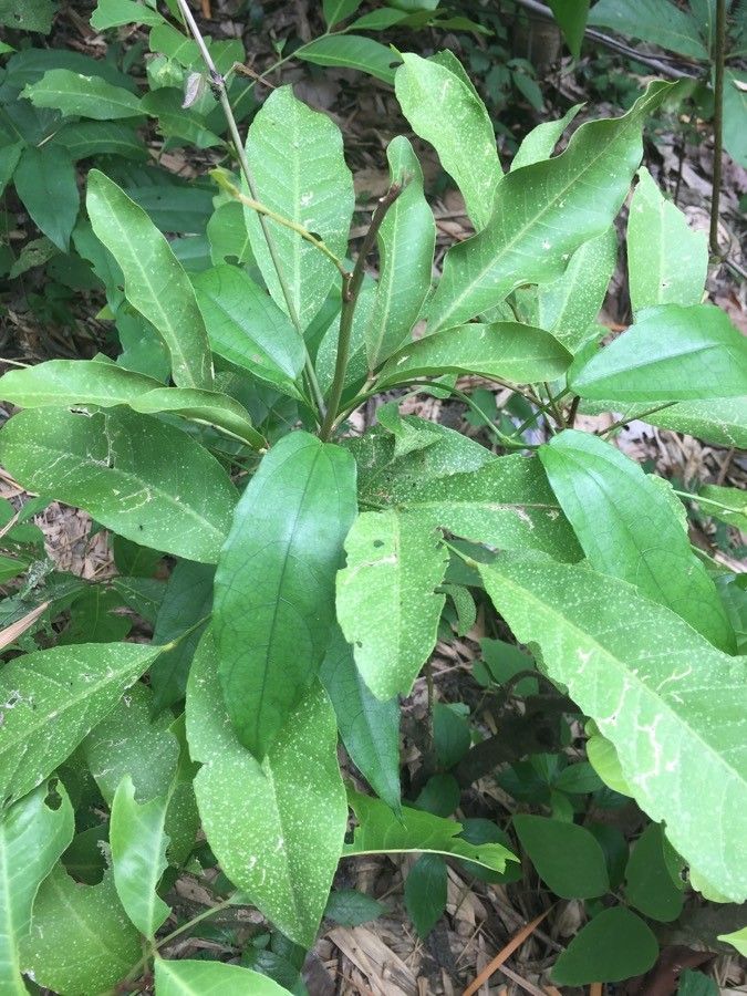 Glycosmis parva — related species from the same genus