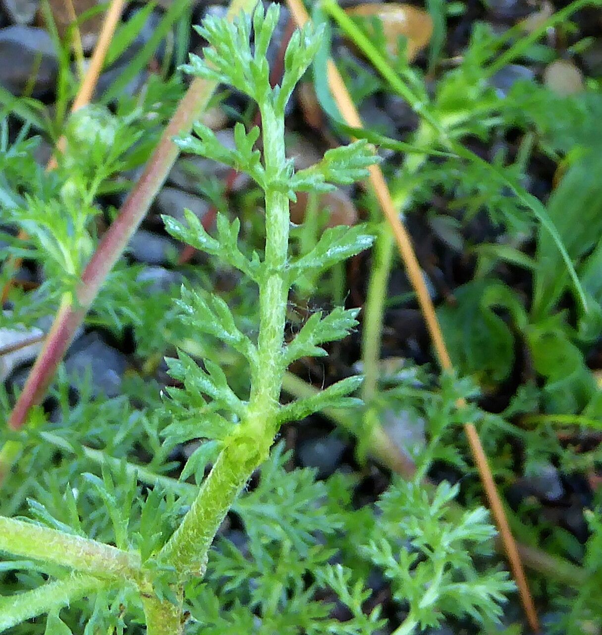 Anacyclus clavatus — search result for 'Central Africa'