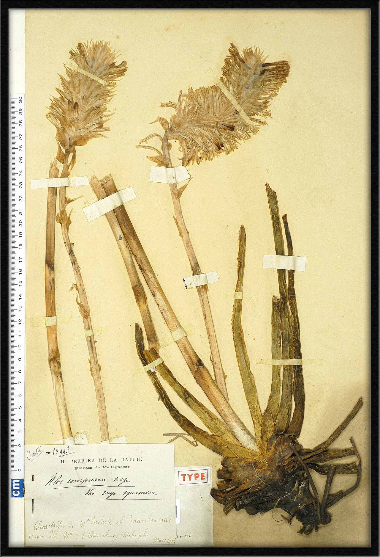 Aloe rugosquamosa — houseplant care guide