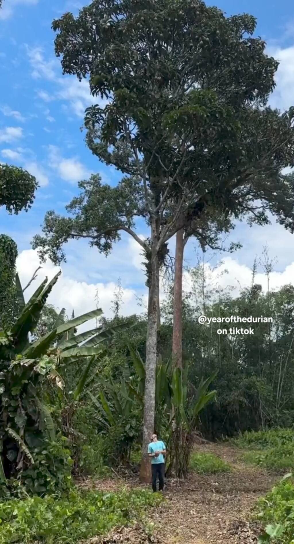 Mangifera pajang habit