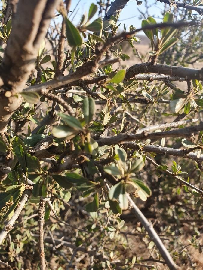 Rhamnus staddo — search result for 'Rhamnus'