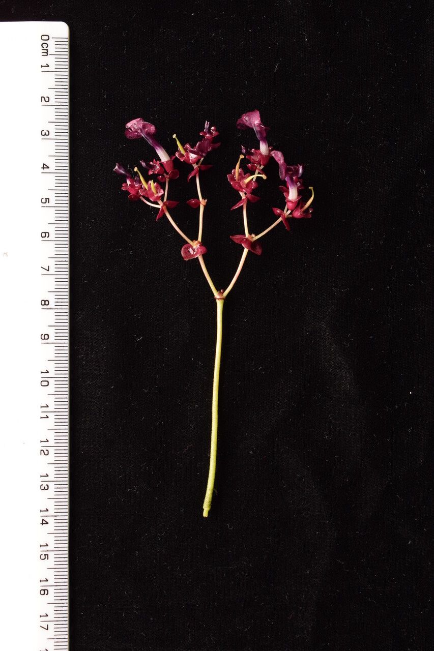 Didymocarpus primulifolius other