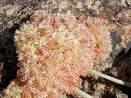 Eriogonum lobbii flower