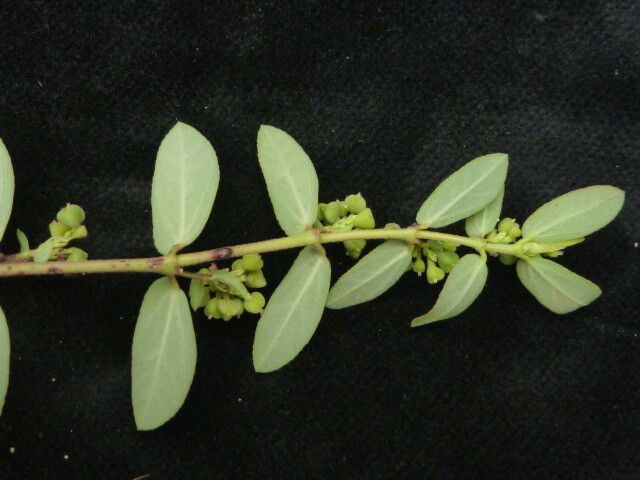 Euphorbia parviflora — houseplant care guide