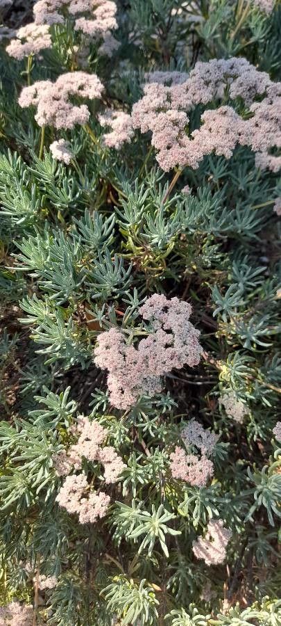 Eriogonum arborescens flower