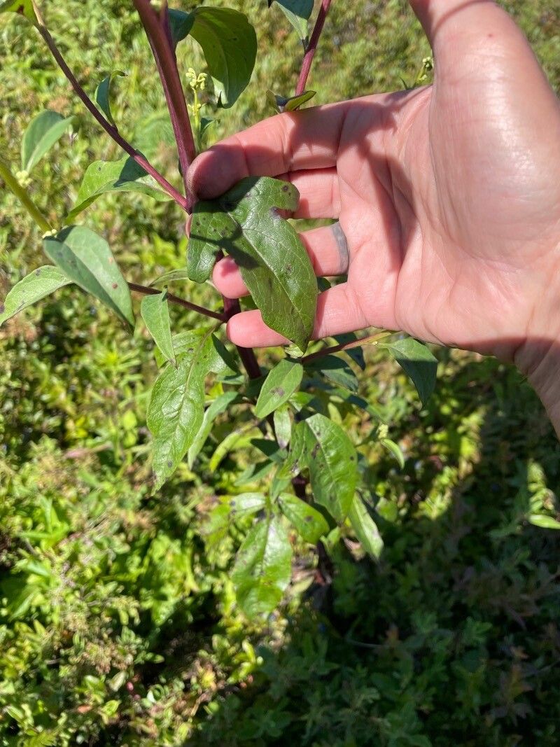 Nabalus serpentarius leaf