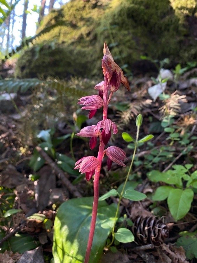 Corallorhiza striata flower
