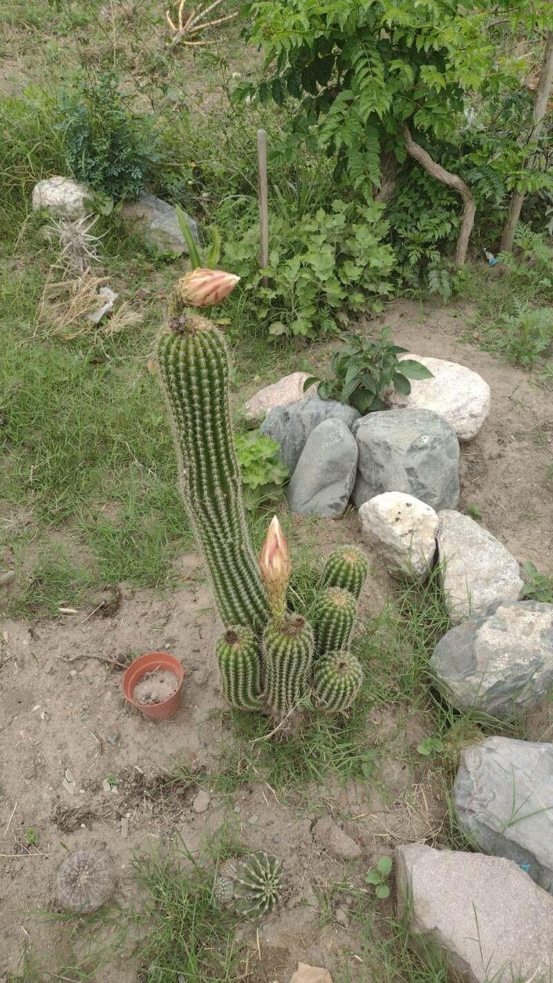 Soehrensia schickendantzii bark