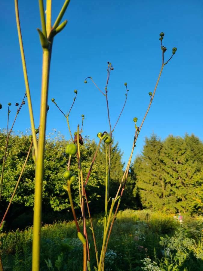 Silphium terebinthinaceum fruit