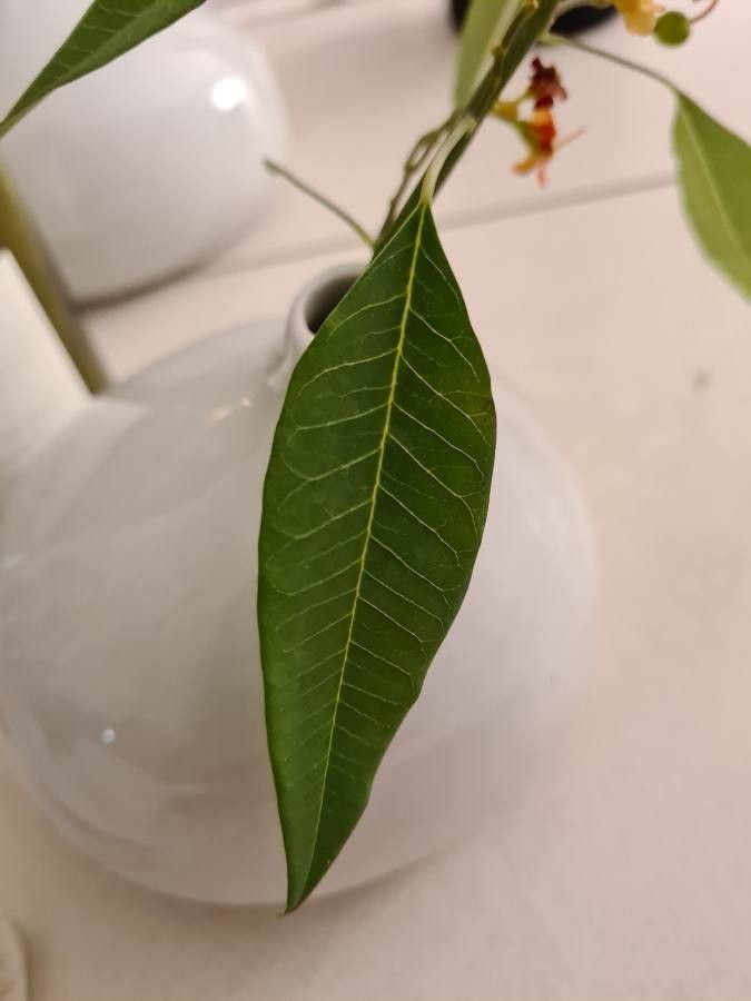 Euphorbia fulgens — houseplant care guide