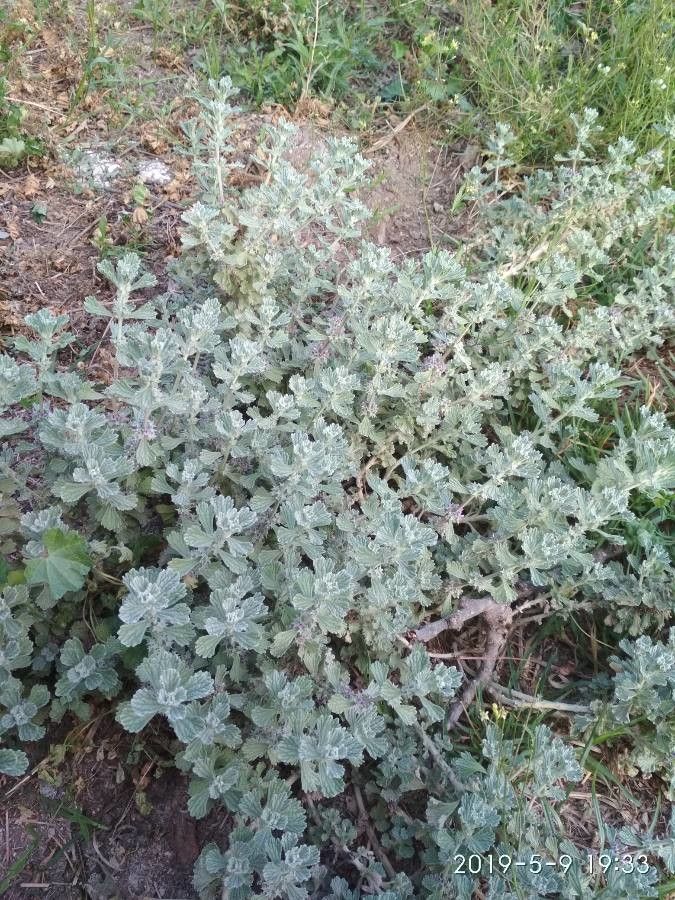 Marrubium alysson — related species from the same genus