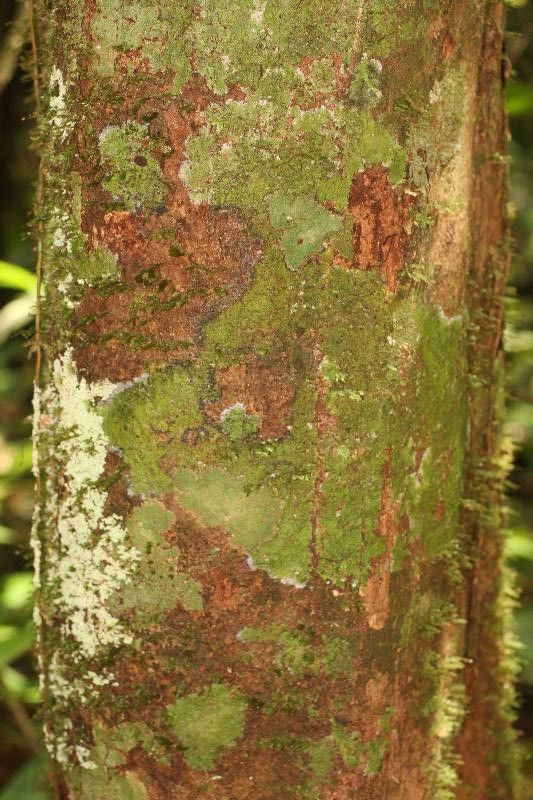 Eschweilera sagotiana bark