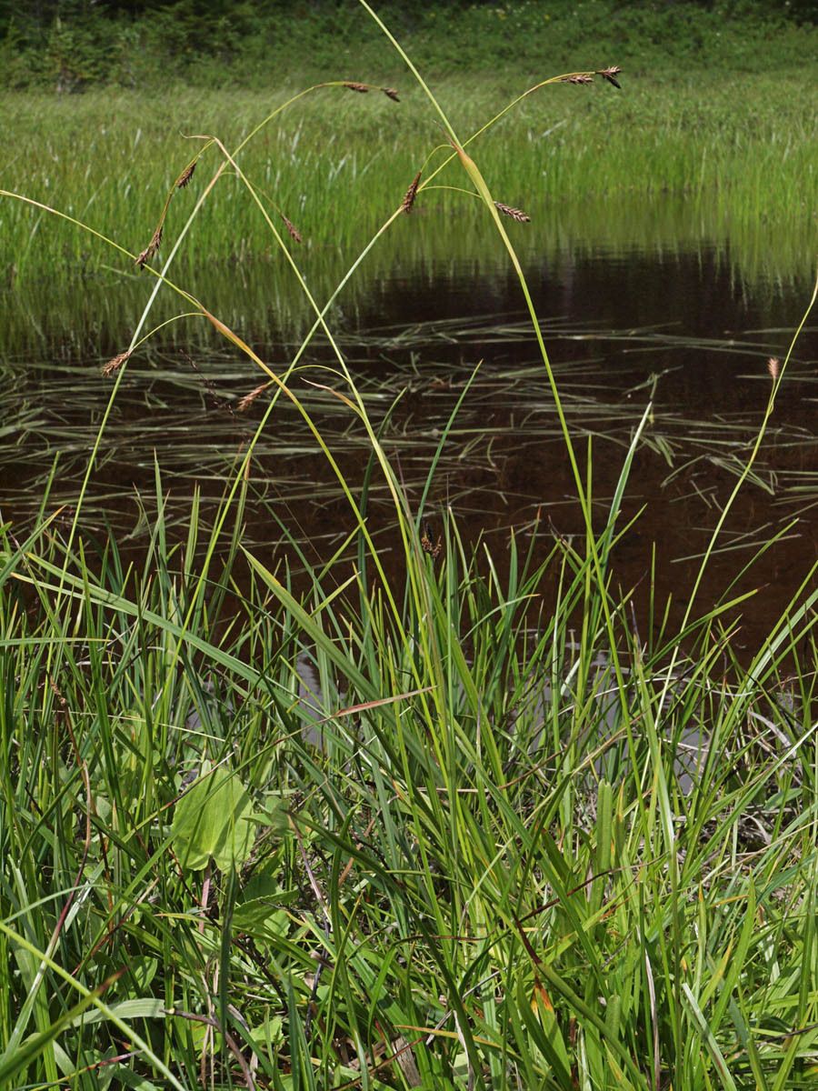 Carex luzulina habit