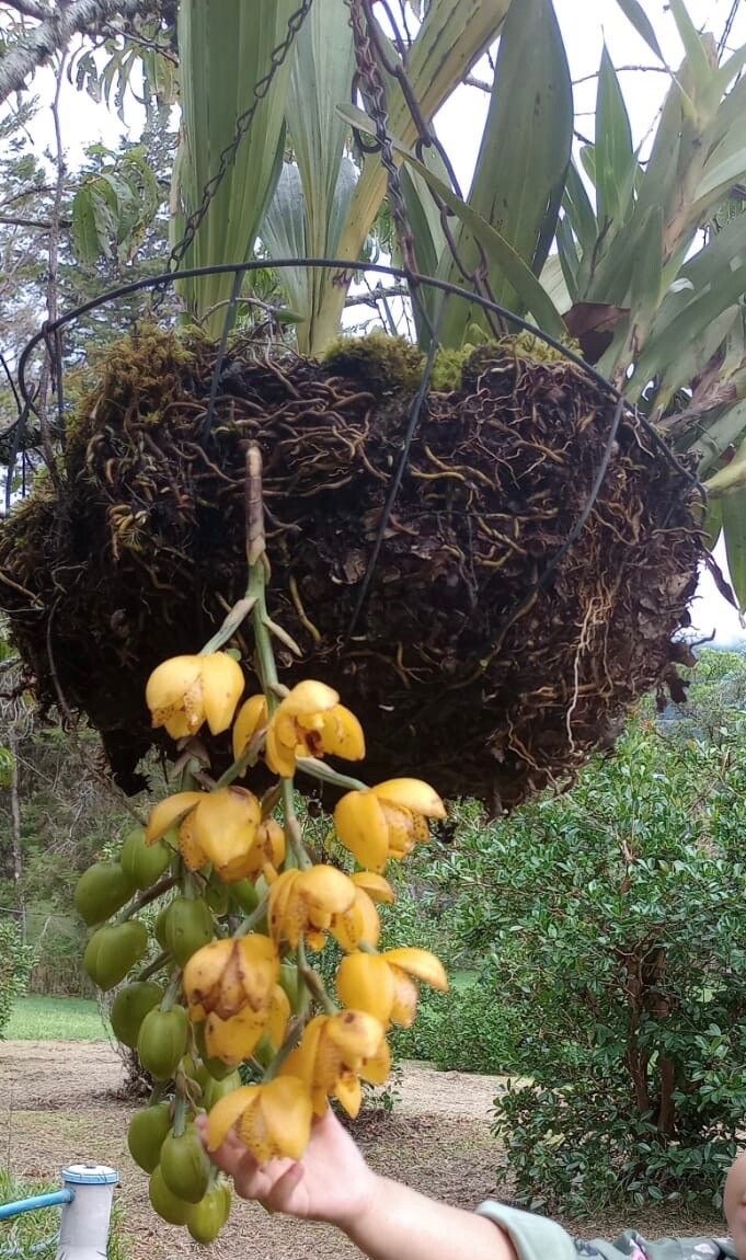 Acineta densa — related species from the same genus