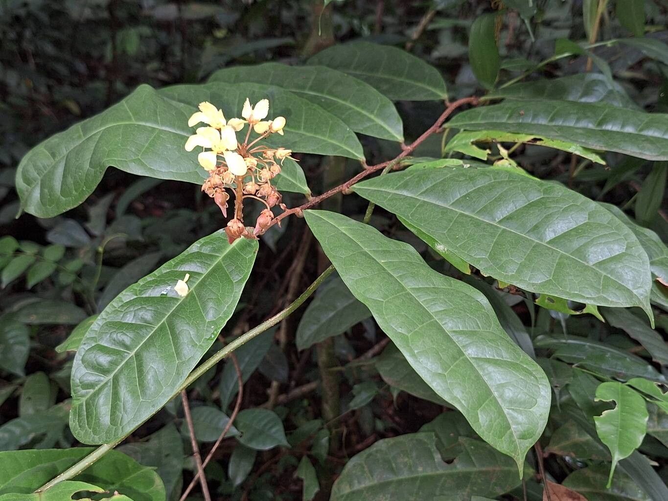 Acridocarpus longifolius flower