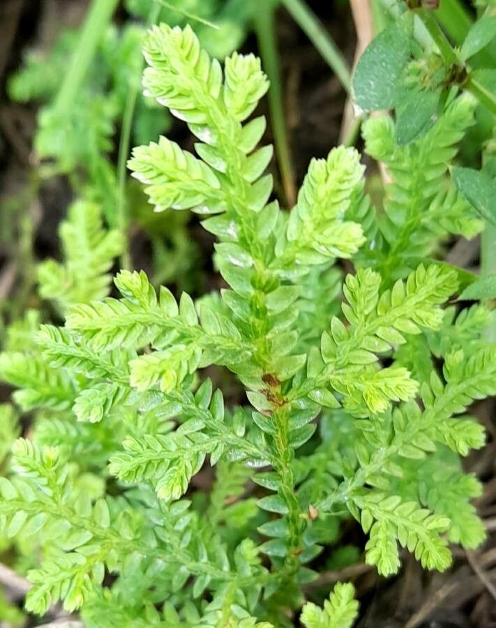 Selaginella novae-hollandiae — search result for 'Selaginella'