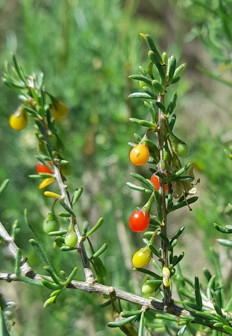 Lycium gilliesianum fruit