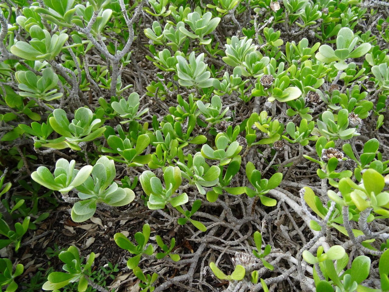 Borrichia arborescens habit