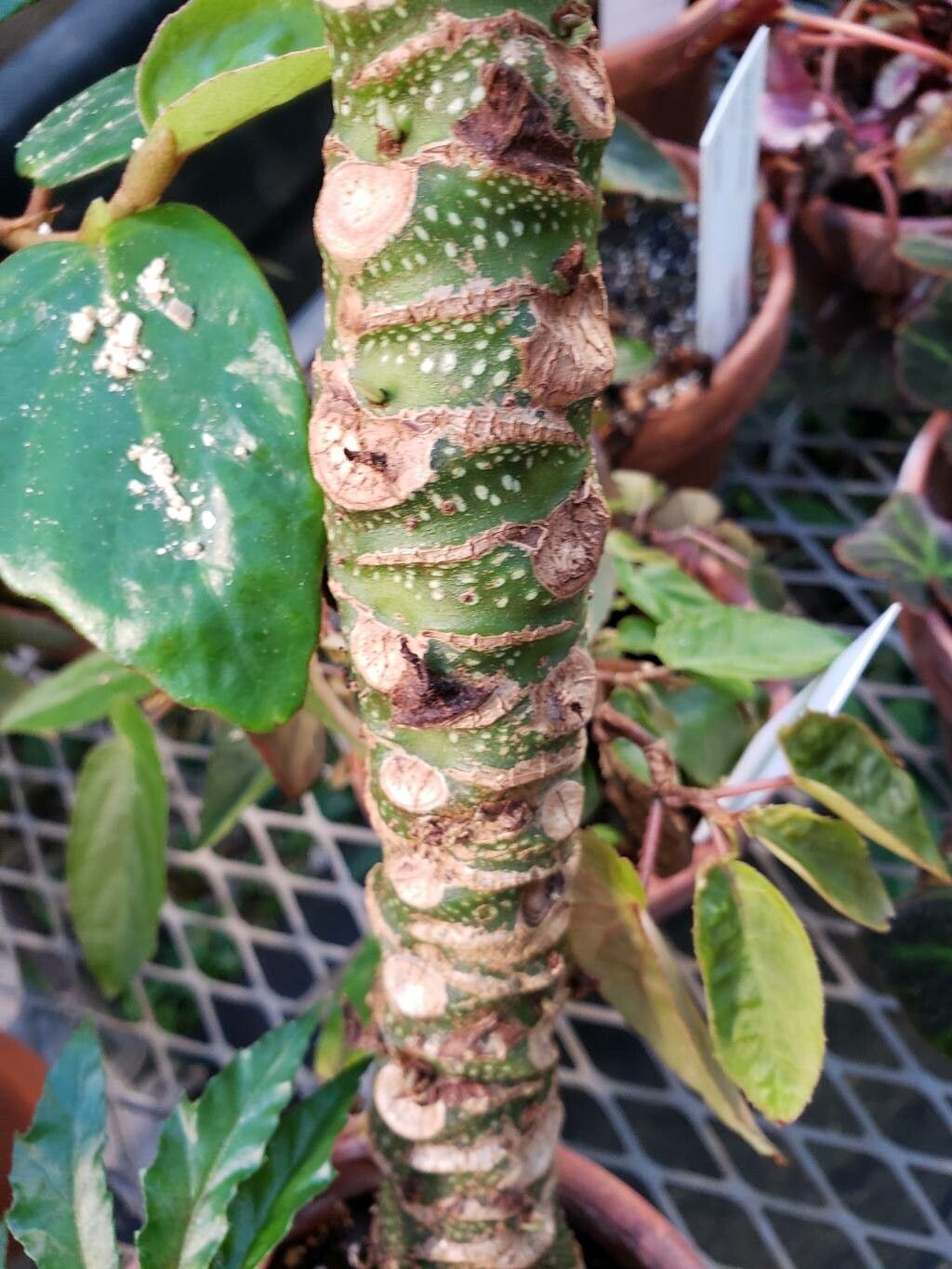 Begonia carolineifolia bark