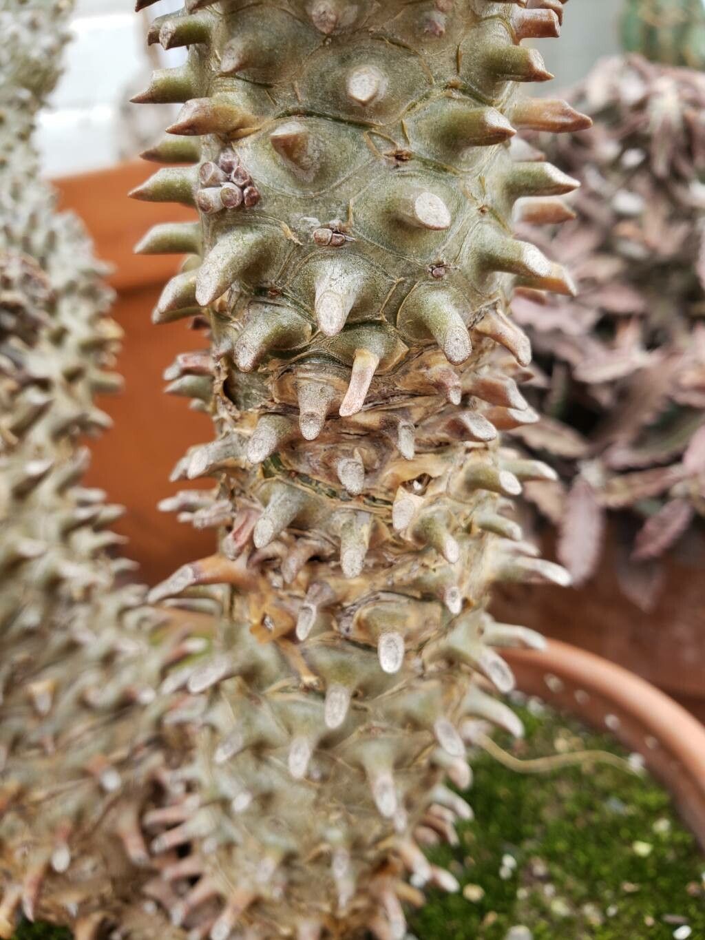 Tylecodon wallichii bark