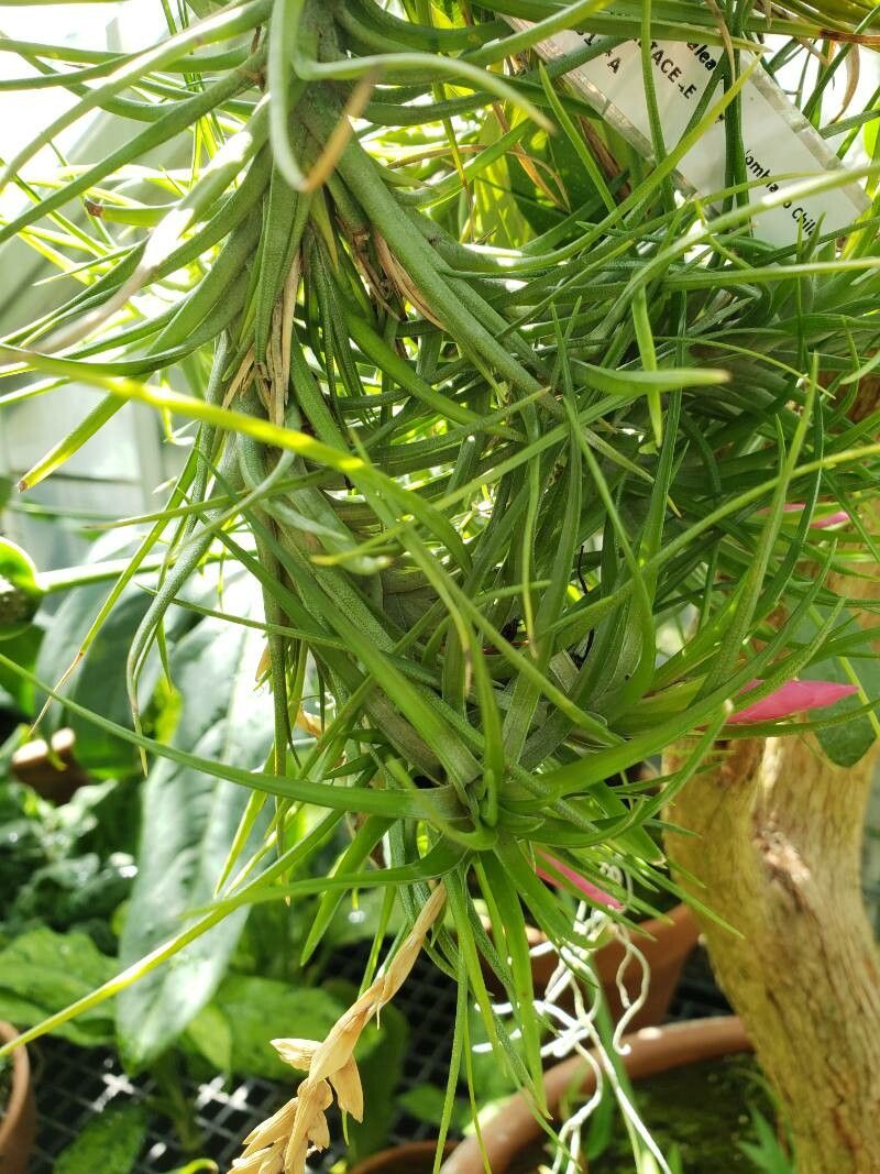 Tillandsia paleacea — houseplant care guide