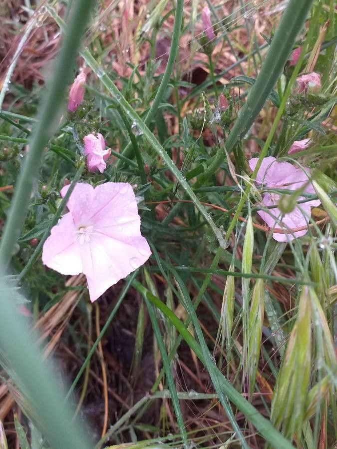 Convolvulus cantabrica flower