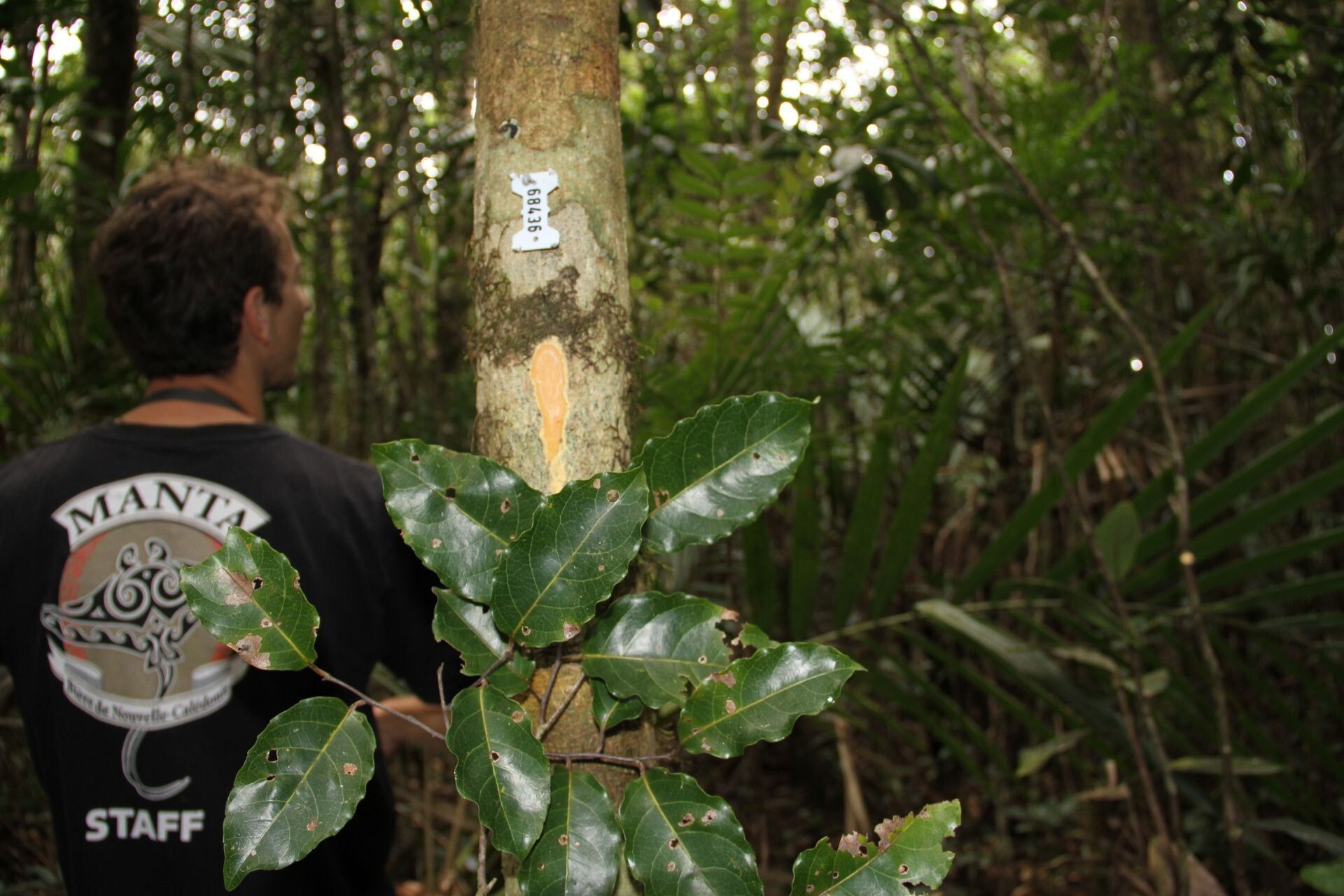 Homalium guillainii — houseplant care guide