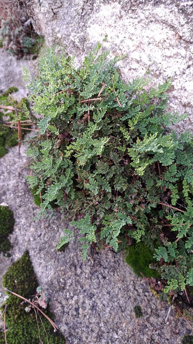 Hemionitis tinaei habit