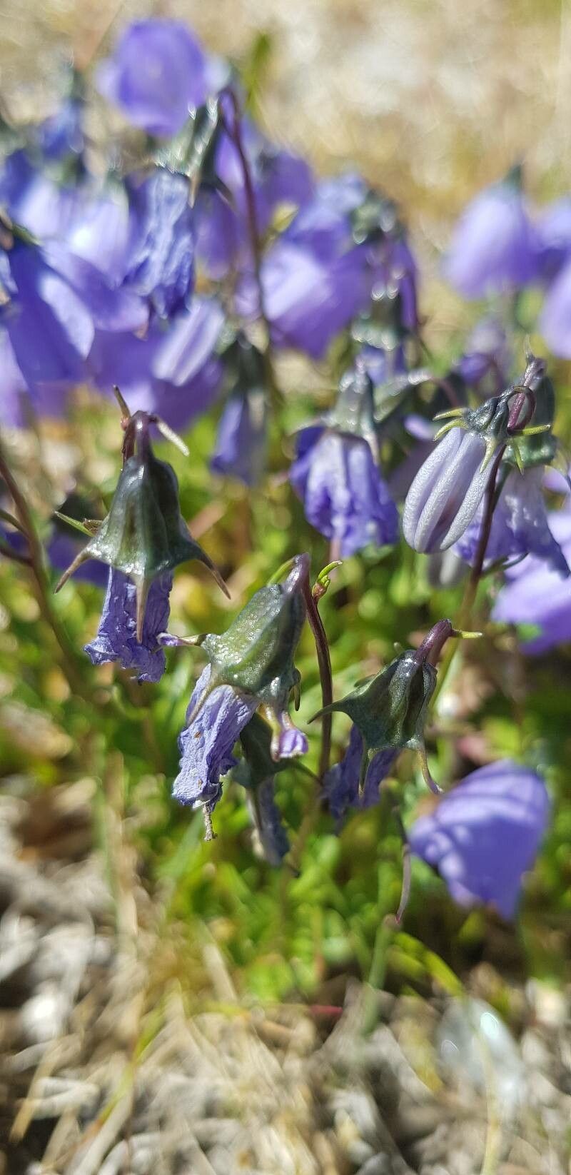 Campanula cochleariifolia fruit