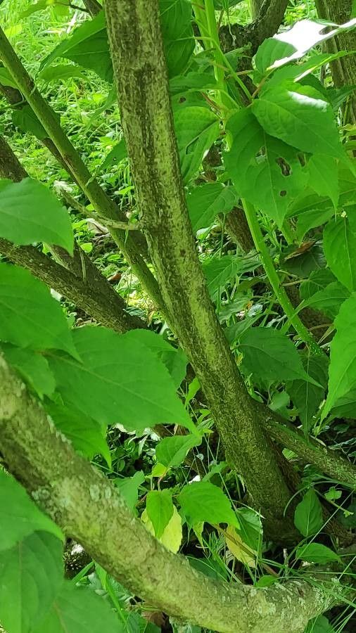 Stachyurus chinensis bark