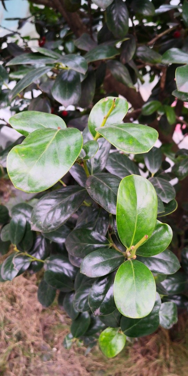 Ilex hylonoma leaf
