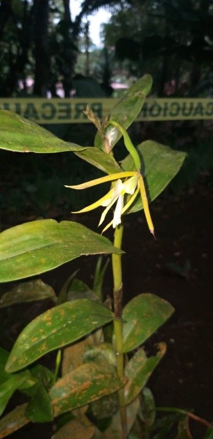 Epidendrum nocturnum flower