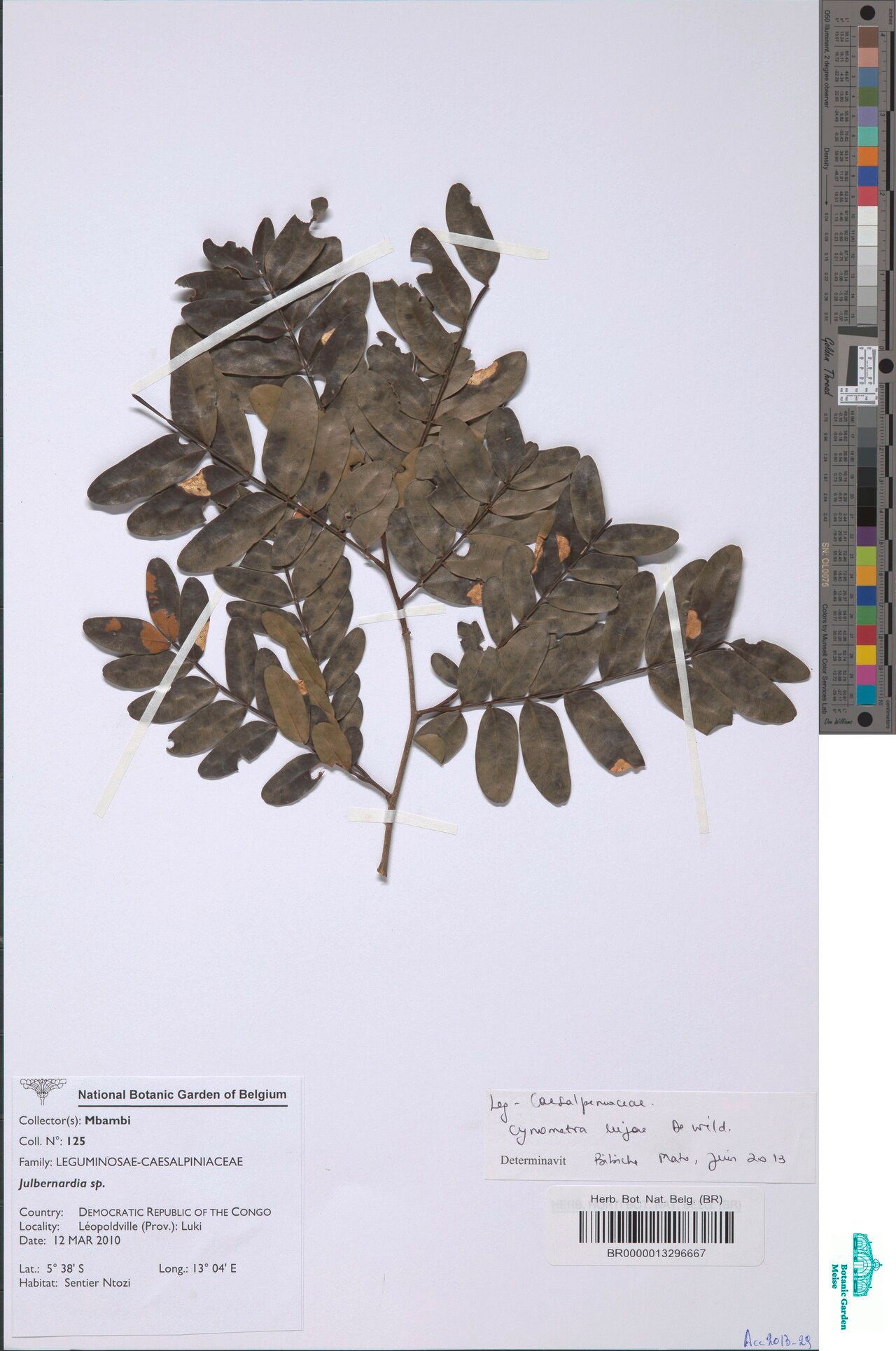 Cynometra lujae other