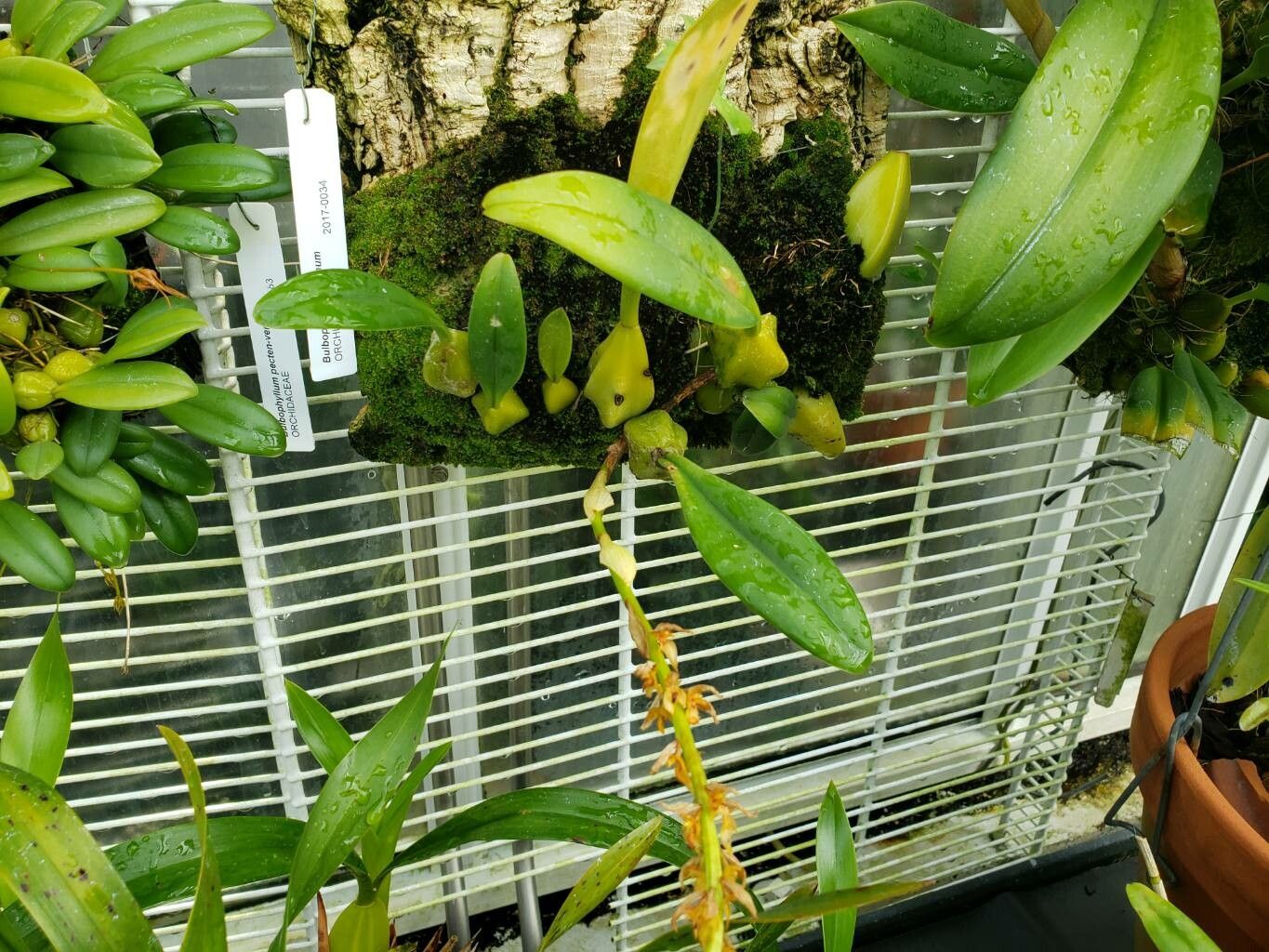 Bulbophyllum rufinum habit
