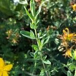 Hypericum perforatum