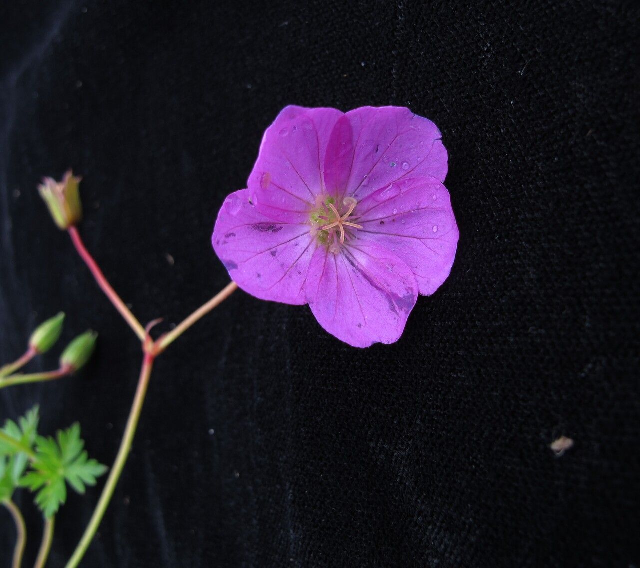 Geranium donianum habit