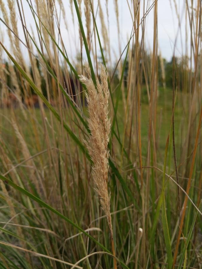 Ammophila breviligulata fruit