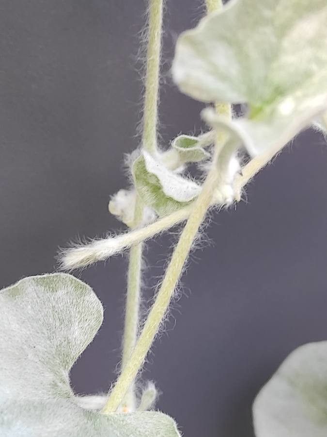 Dichondra argentea bark