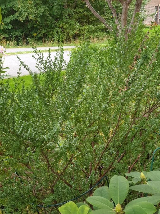 Prostanthera cuneata other