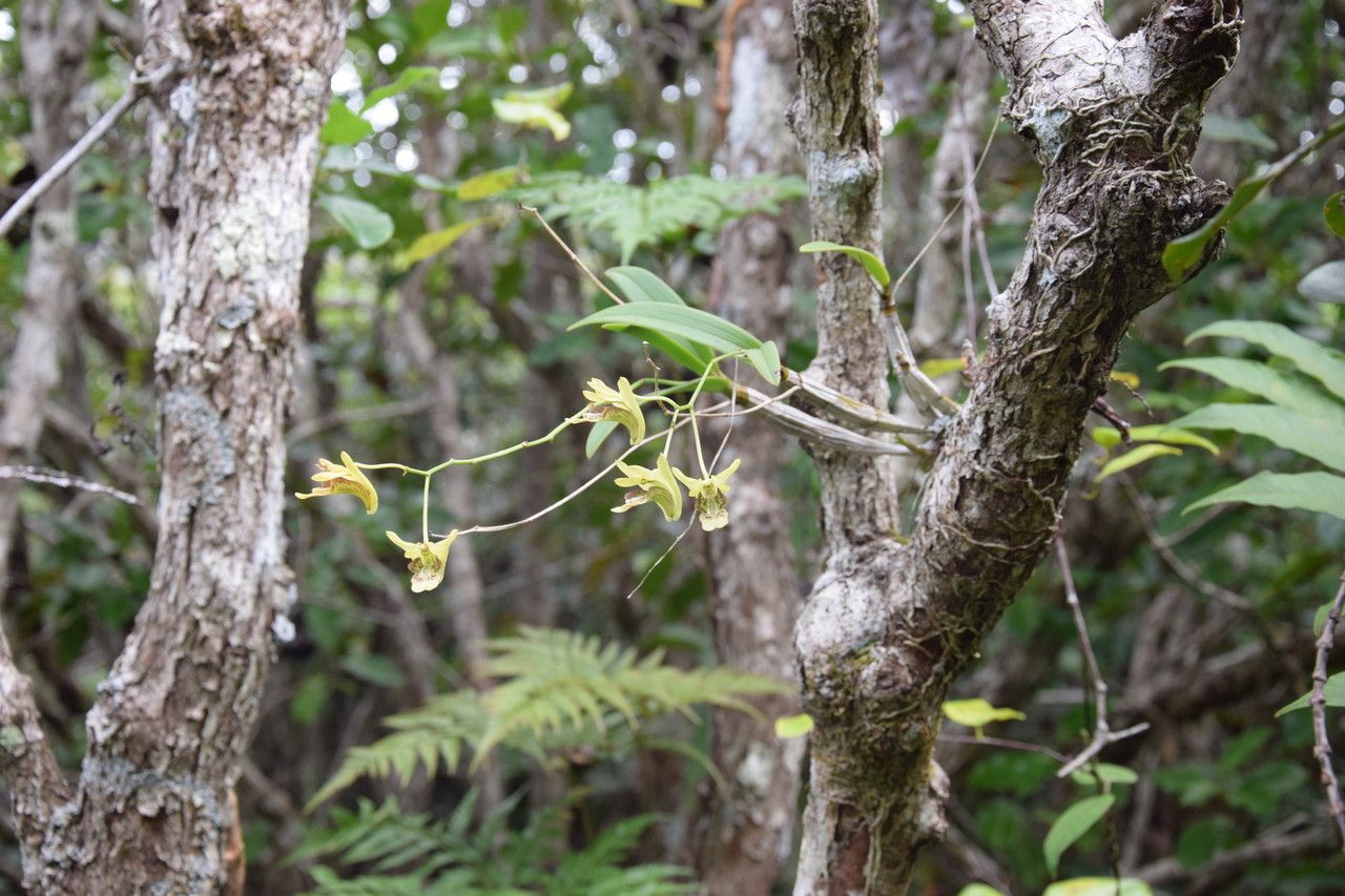 Dendrobium poissonianum bark