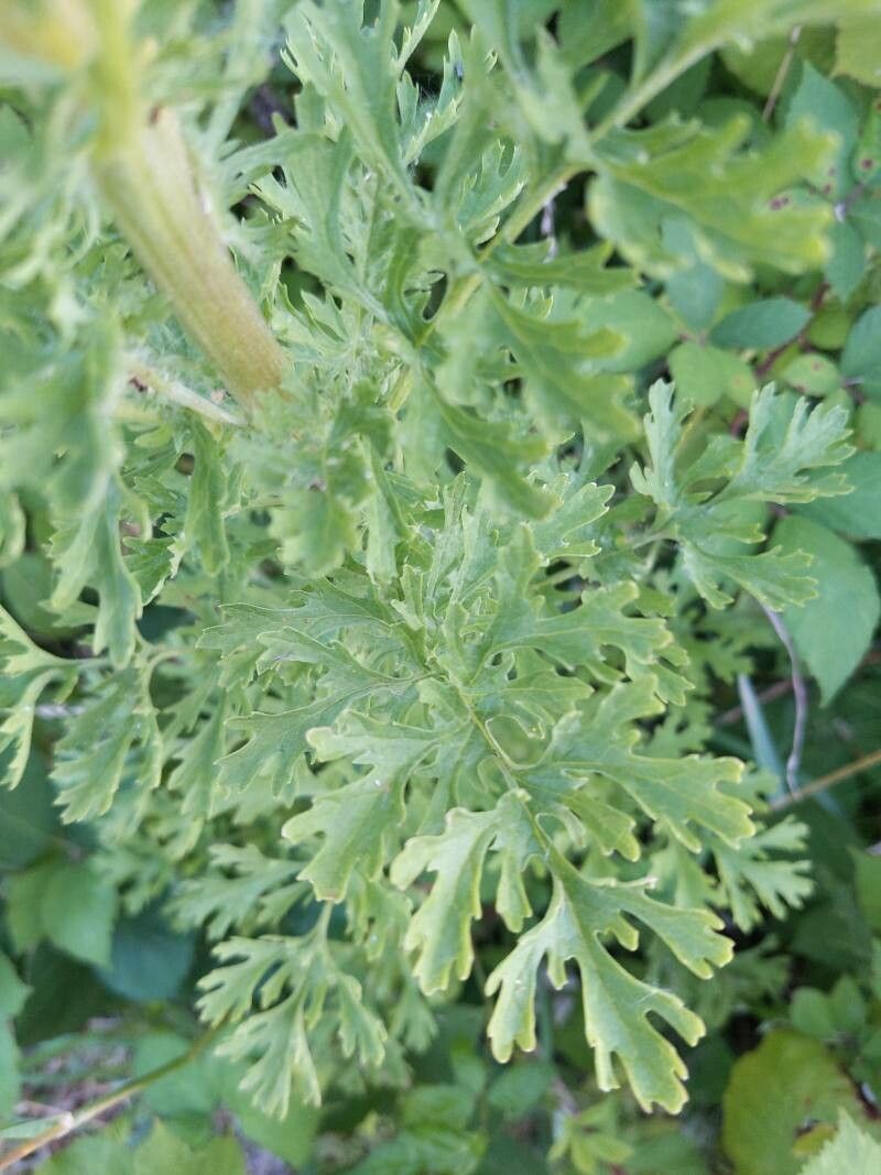 Jacobaea paludosa — search result for 'Jacobaea'