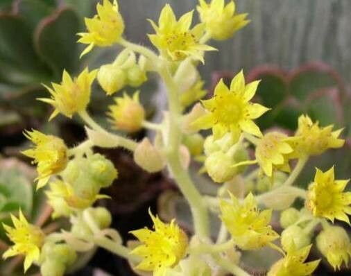 Aeonium smithii flower
